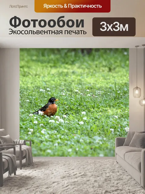 Фотообои Американский Робин в Клевере
