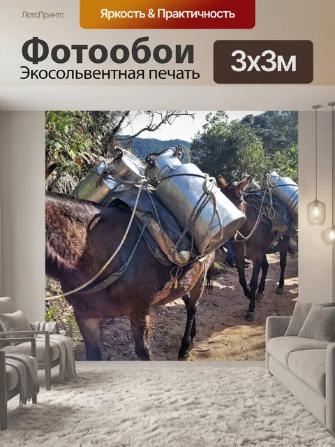 Фотообои Ослы