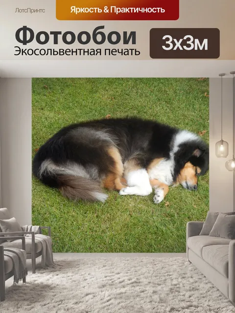 Фотообои Колли Спящий