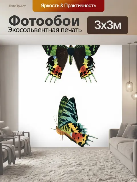 Фотообои Бабочка моли мотылек винтаж