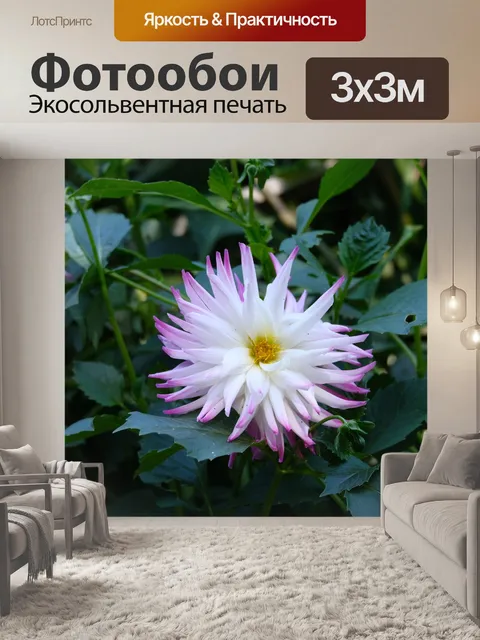 Фотообои Георгин, белый цветок