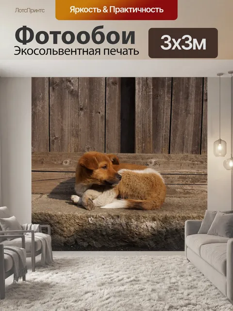 Фотообои Собака