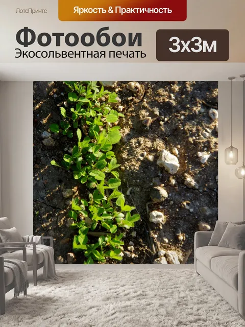 Фотообои Крупный план новых растений в поле