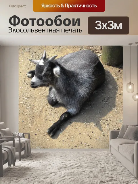 Фотообои черный козел лежа