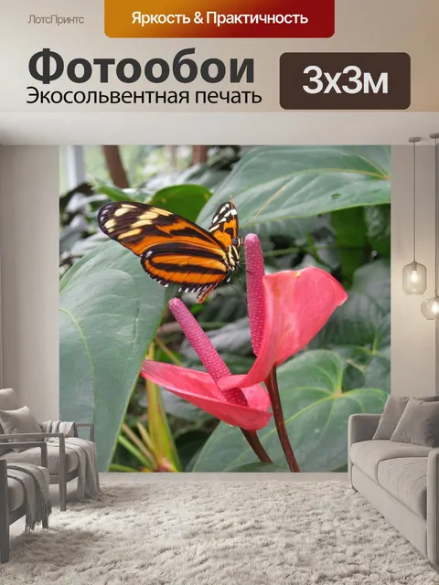 Фотообои Апельсин