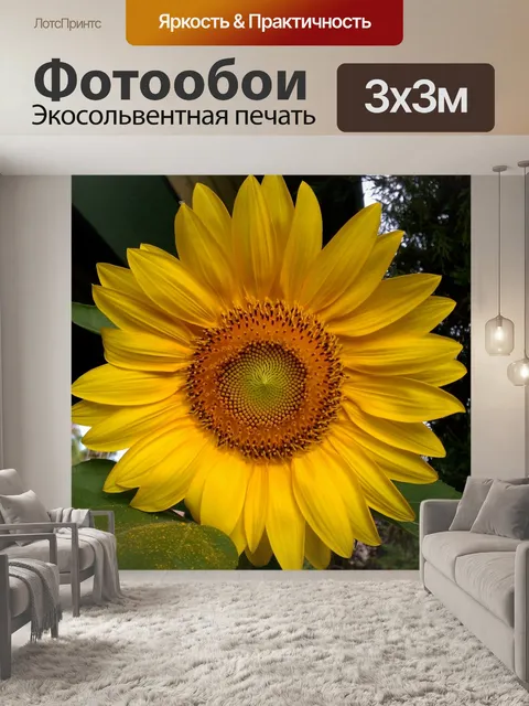 Фотообои Подсолнечник, желтый цветок, Helianthus