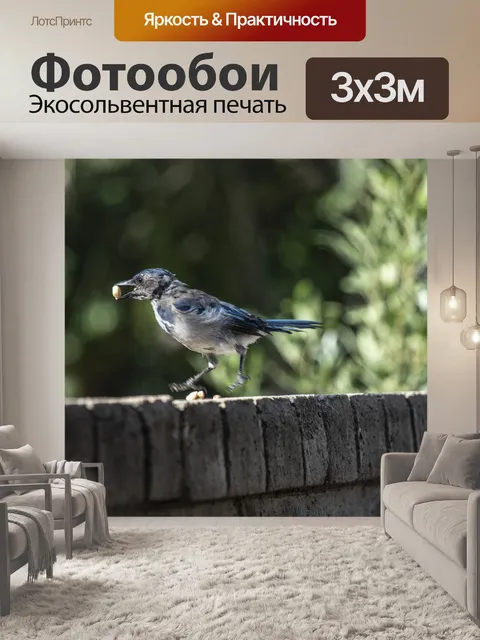 Фотообои Синий Джей Левит