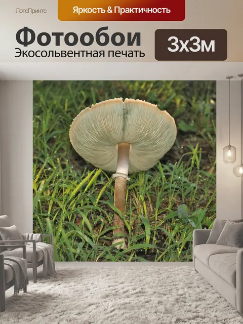Фотообои Нижняя сторона большого белого гриба
