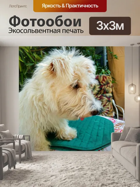 Фотообои Белый щенок шотландского терьера