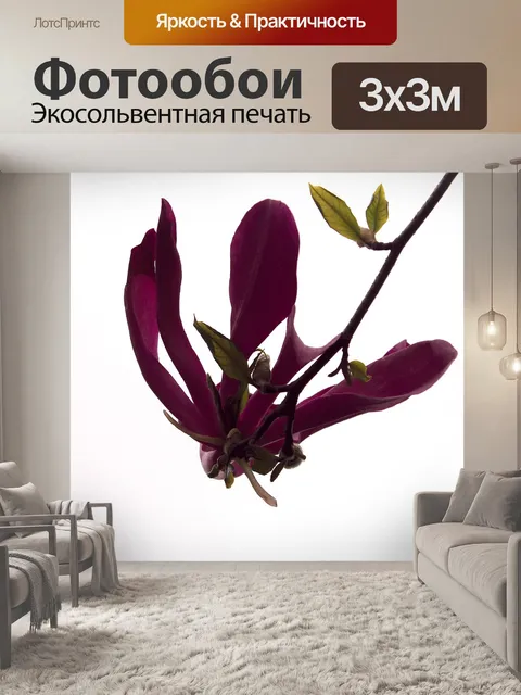 Фотообои Цветок магнолии