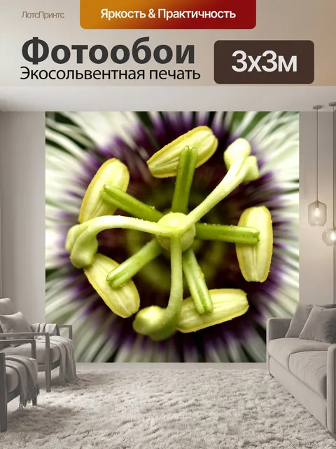 Фотообои Цветок маракуйи фото