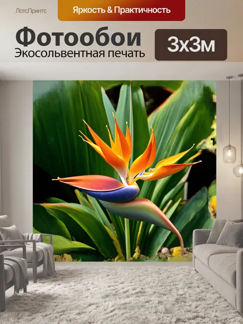 Фотообои стрелиция, ботанический сад, райская птица цветок