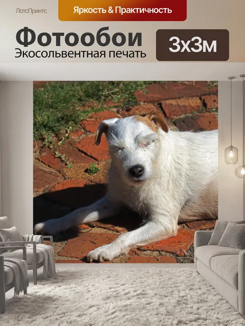 Фотообои белые Парсонс Джек Рассел лежа