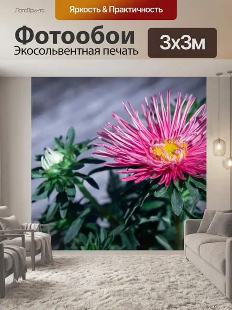Фотообои Розовый цветок, китайская астра
