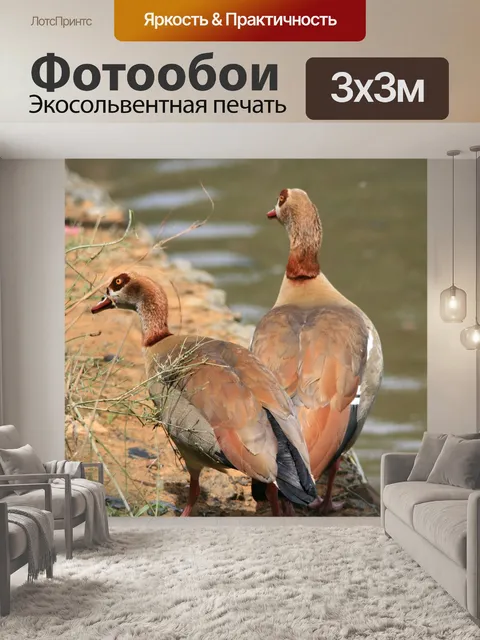 Фотообои Египетские гуси