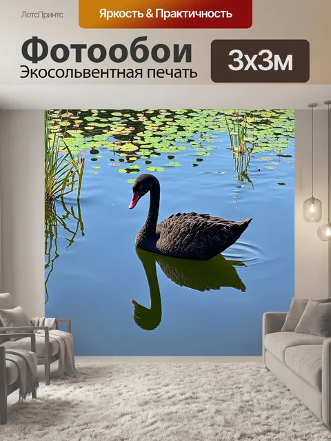 Фотообои черный лебедь, величественно плавающий по зеркальной глади пруда, в окружении ярких водяных растений