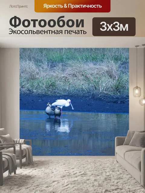 Фотообои африканская колпица болотная в плотине