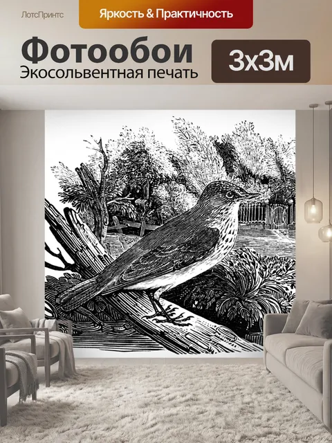 Фотообои Пятнистая мухоловка