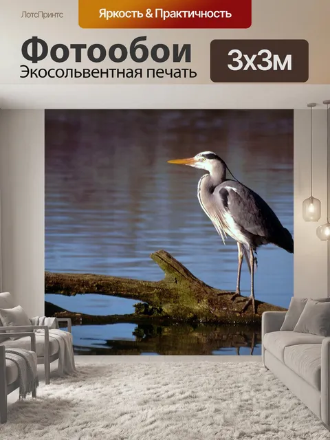 Фотообои Серая цапля цапля птица фотография
