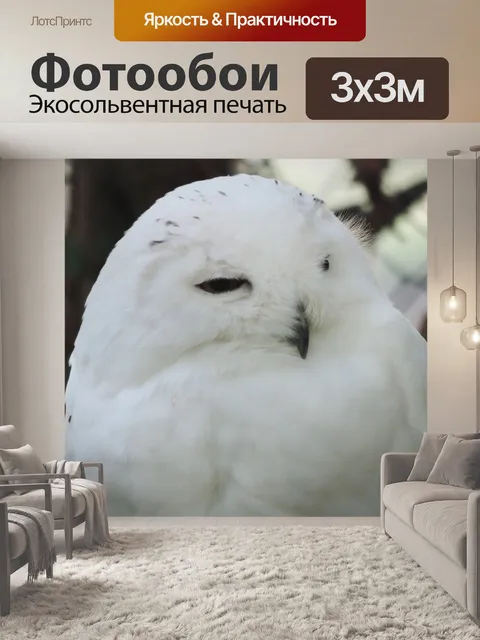 Фотообои Сова