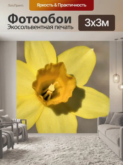 Фотообои Желтый нарцисс Макро