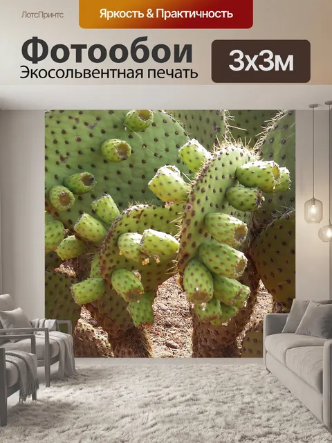Фотообои Кактус на Галапагосских островов