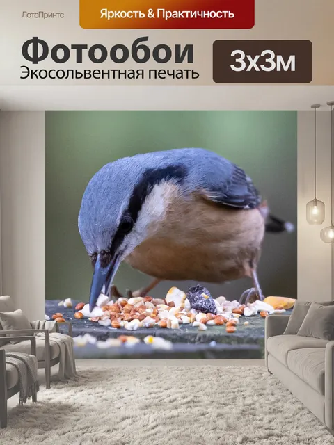 Фотообои Поползень