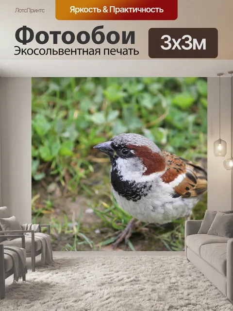 Фотообои Воробей обыкновенный