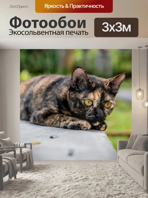 Фотообои Кот