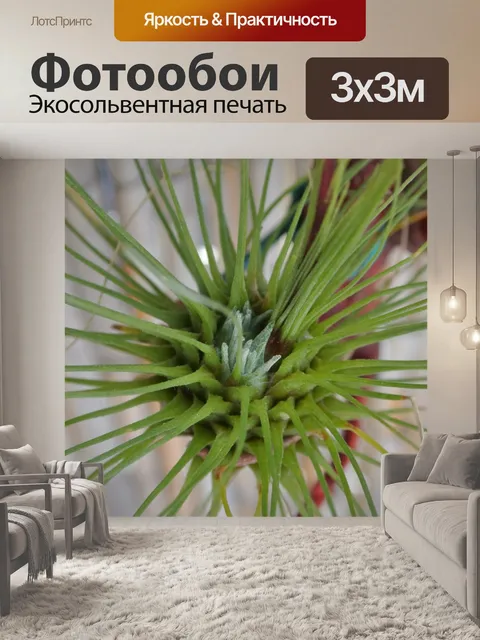 Фотообои Tillandsia fuchsii с Киндель