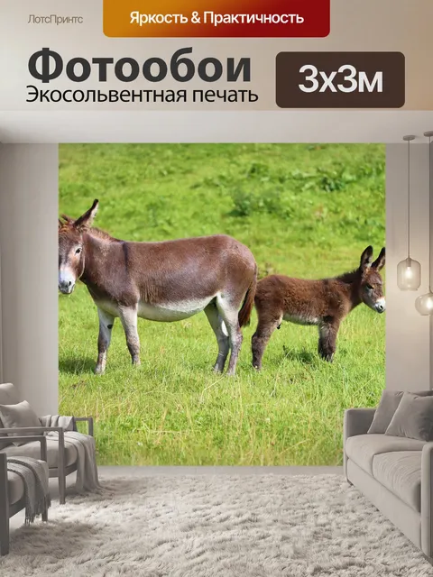 Фотообои Ослы
