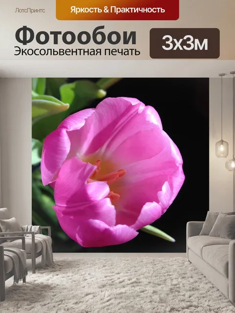 Фотообои Тюльпан