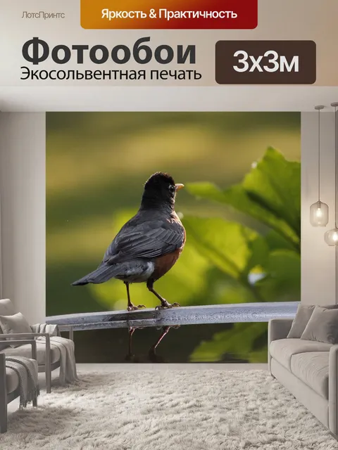 Фотообои Американский малиновка