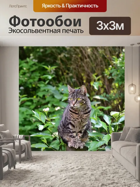 Фотообои Кот