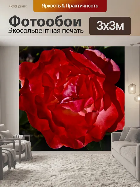 Фотообои Красный Красная роза