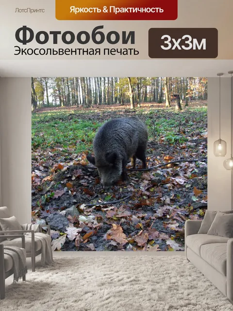 Фотообои Кабан