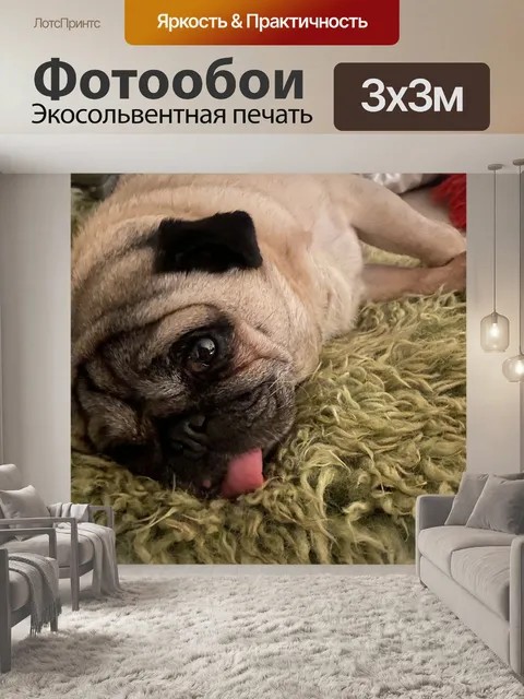 Фотообои Мопс