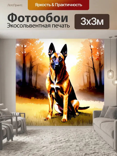 Фотообои овчарка породы бельгийский малинуа с выразительной шерстью