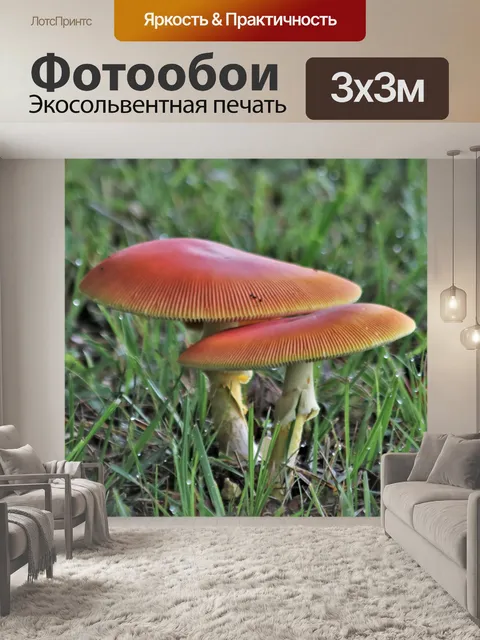 Фотообои Два оранжевых гриба и роса