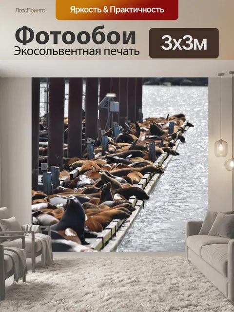 Фотообои Морские львы