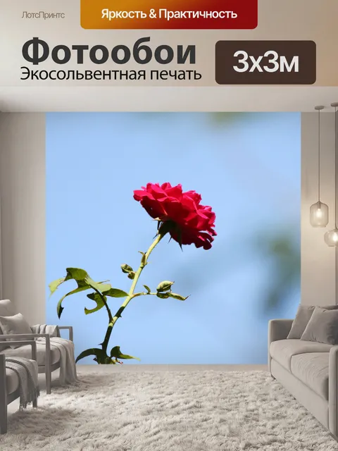 Фотообои одной красной розой