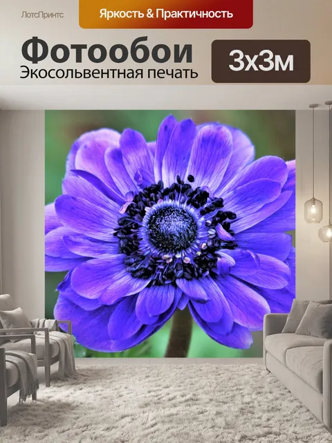 Фотообои Цветок мака синий анемон крупным планом