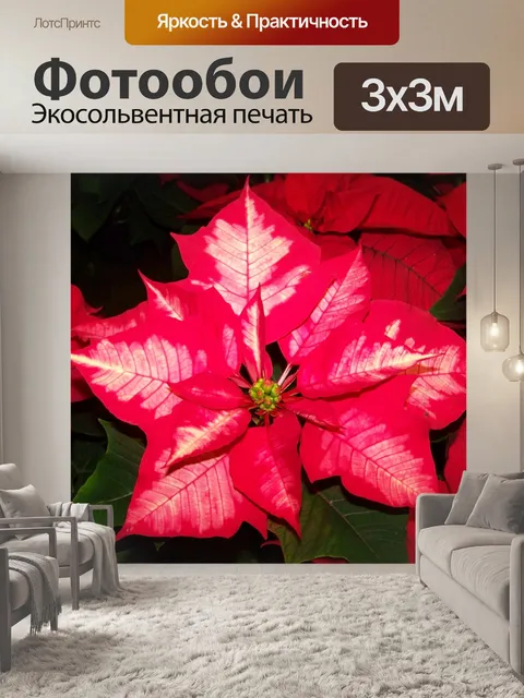 Фотообои Цветок деда мороза
