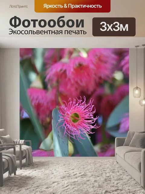 Фотообои Цветок дерева эвкалипта