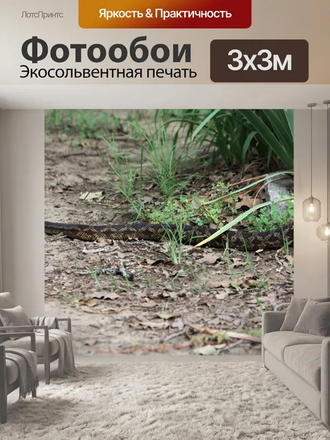 Фотообои Черная крыса змея