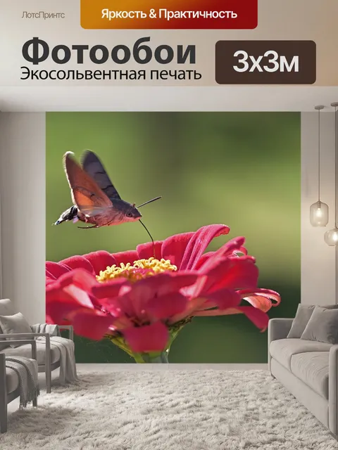 Фотообои Колибри ястреб моли