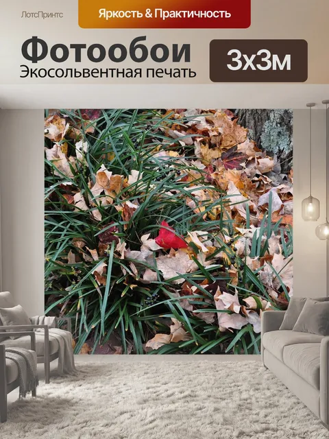 Фотообои Красный
