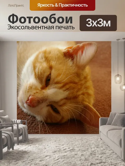 Фотообои Рыжий кот