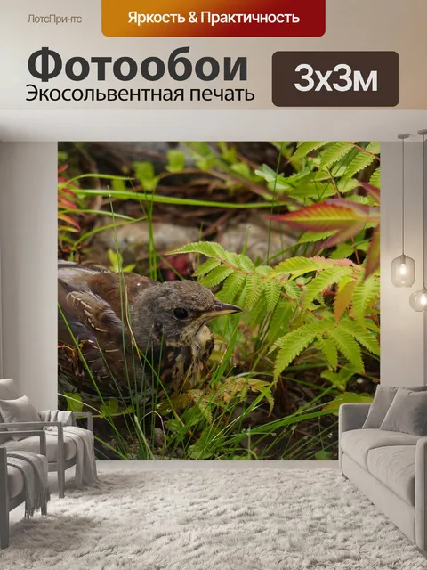 Фотообои Птица
