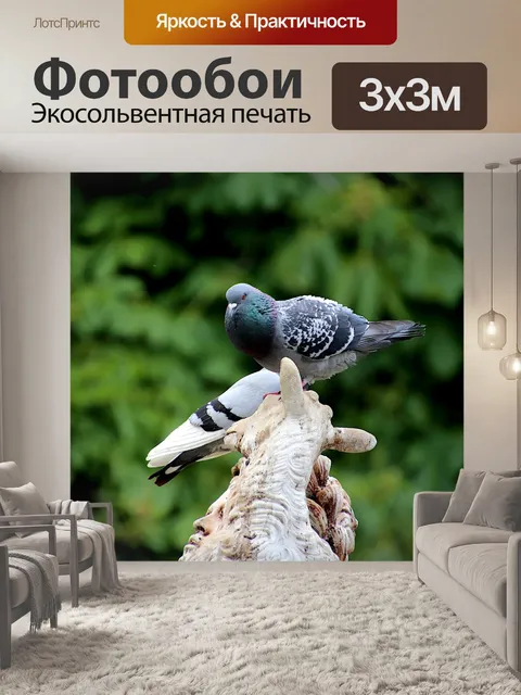 Фотообои Голуби